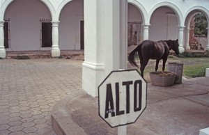 Horse near buckets of food scraps put out for trash pickup, Alamos, Sonora, Mexico. Photo by Anders Tomlinson.