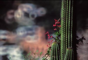 Summer vines grow up cactus, Alamos, Sonora, Mexico. Photo by Anders Tomlinson.