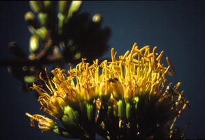 bee in yellow flower, alamos sonora mexico. photo by anders tomlinson.