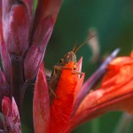 hopper-clinging