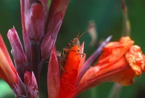 grasshopper clutching a flower in an alamos, sonora, mexico garden. photo by anders tomlinson