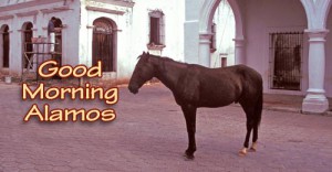 Horse on calle comercio 2, alamos, sonora, mexico. photo by anders tomlinson.