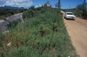 Taxi on the road to the airport with Arroyo de Aduana on the left. Alamos, Sonora, Mexico. Photo by Anders Tomlinson.